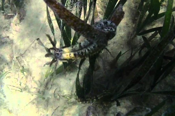 Kraken сайт kraken clear com