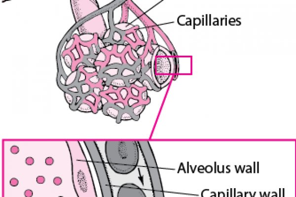 Кракен даркнет krawebes
